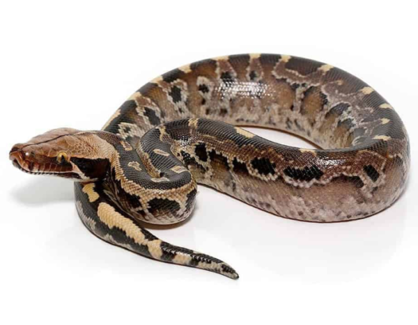 Pythons For Sale