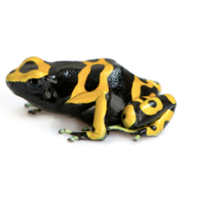 Bumble Bee Poison Dart Frog for Sale