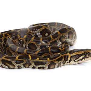 Burmese Python for Sale