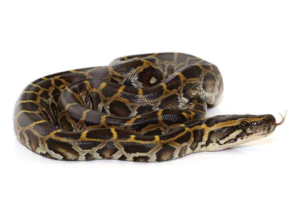 Burmese Python for Sale