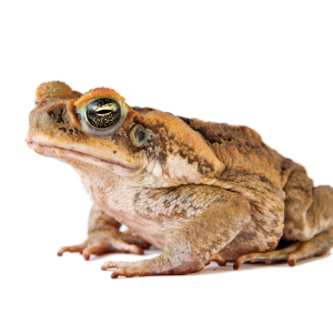 Cane Toad for Sale