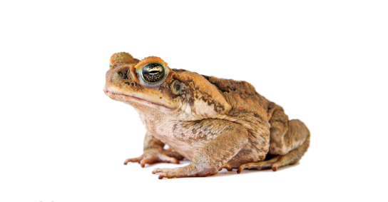 Cane Toad For Sale Reptiles Heaven 3812