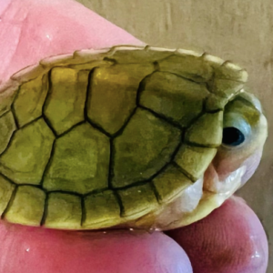 Caramel Albino Slider Turtle For Sale