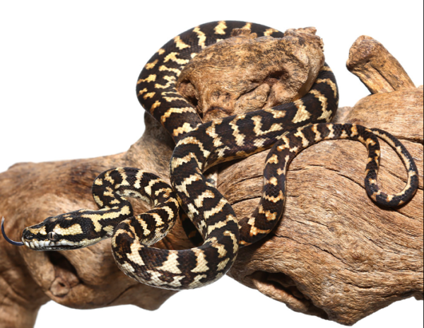 Jungle Carpet Python For Sale