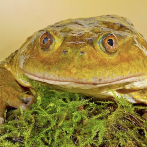 Chilean Wide Mouthed Toad for Sale