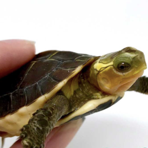 Chinese Box Turtle for sale