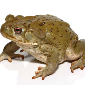 Colorado River Toad for Sale