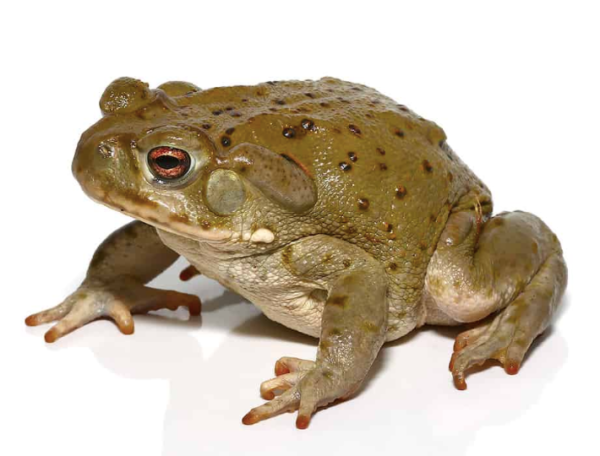 Colorado River Toad for Sale