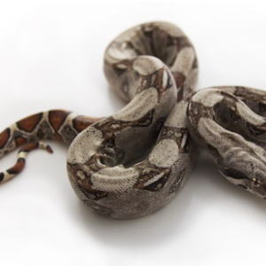 Columbian Red Tail Boa for Sale