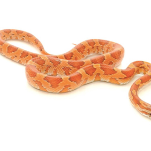 Corn Snake for Sale