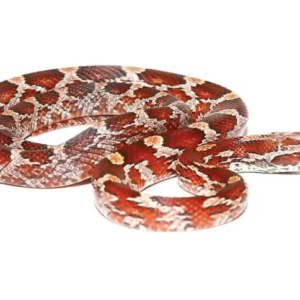 Crimson Corn Snake for Sale