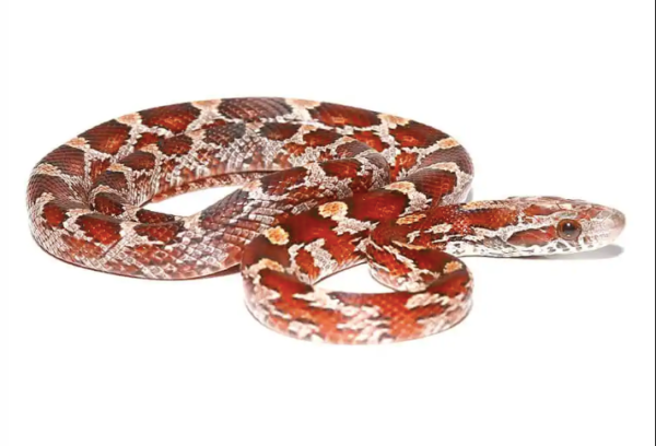 Crimson Corn Snake for Sale