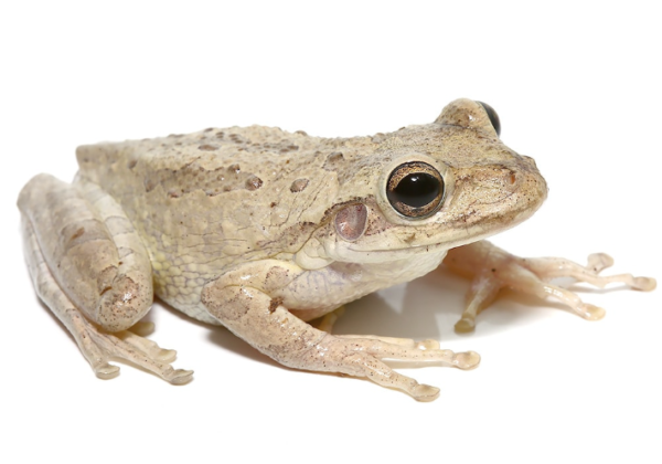 Cuban Tree Frog for Sale