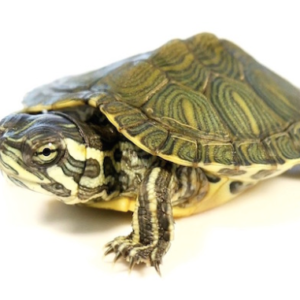 Turtles For Sale Online - Reptiles Heaven