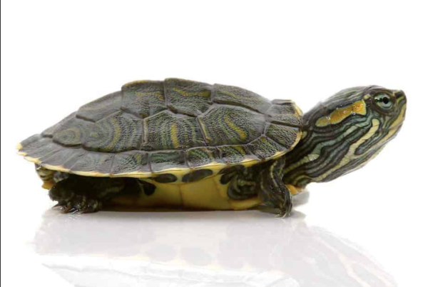 Cumberland Slider Turtle for Sale