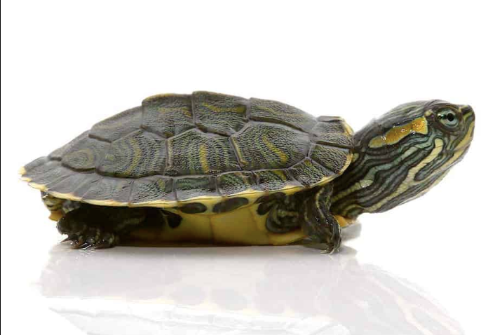 Cumberland Slider Turtle for Sale - Reptiles Heaven