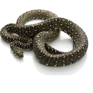 Diamond Python for Sale