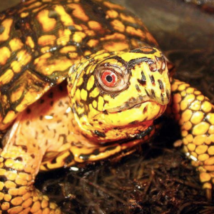 Eastern Box Turtle for sale