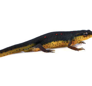 Eastern Newt for Sale