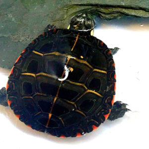 Eastern Painted Turtle for Sale