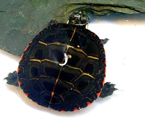 Eastern Painted Turtle for Sale