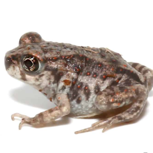 Eastern Spadefoot Toad for Sale