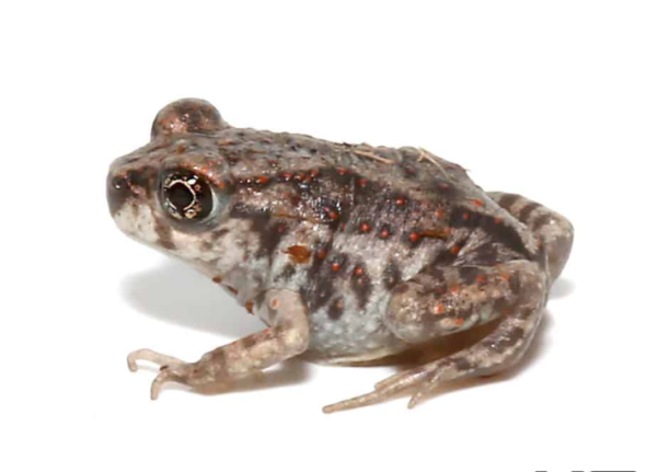 Eastern Spadefoot Toad for Sale