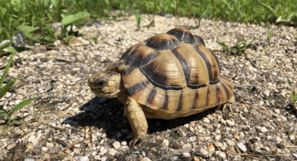 Egyptian Tortoise For Sale