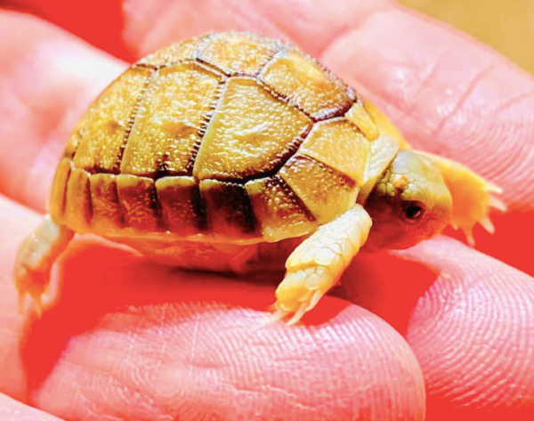 Egyptian Tortoise For Sale