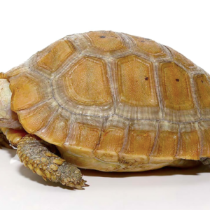 Elongated Tortoise For Sale