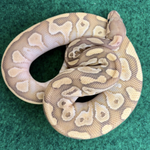 Exact Lesser Butter Ball Python For Sale