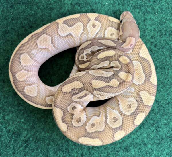 Exact Lesser Butter Ball Python For Sale