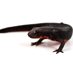 Fire Bellied Newt for Sale