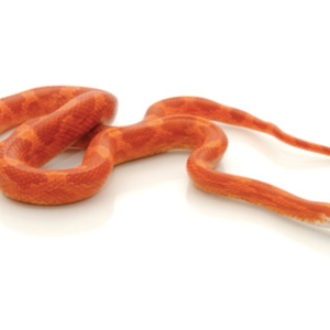 Fire Corn Snake for Sale