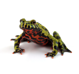 Firebelly Toad For Sale