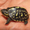Florida Box Turtle for sale