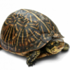 Florida Box Turtle for sale