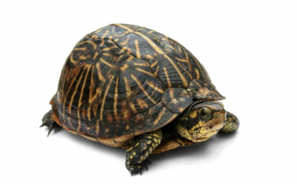 Florida Box Turtle for sale