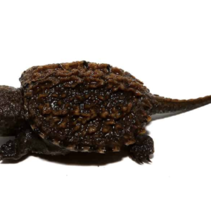 Florida Snapping Turtle For Sale