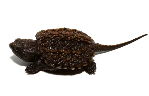 Florida Snapping Turtle For Sale