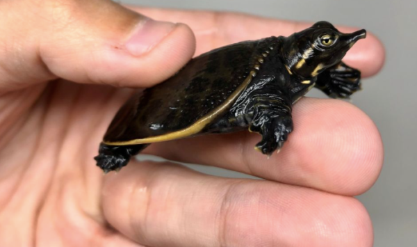 Florida Softshell Turtle for Sale