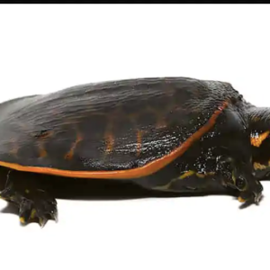 Florida Softshell Turtle for Sale