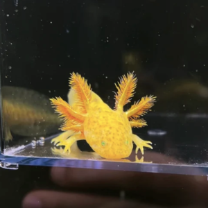 GFP Axolotl For Sale