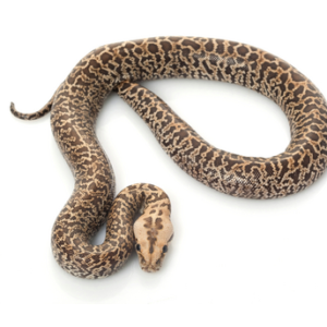 Granite Burmese Python for Sale