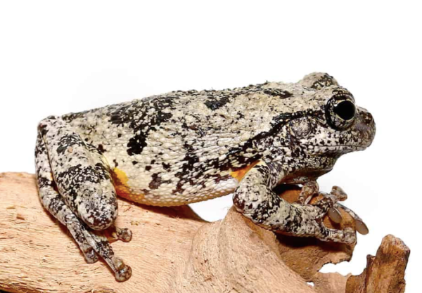 Gray Tree Frog for Sale