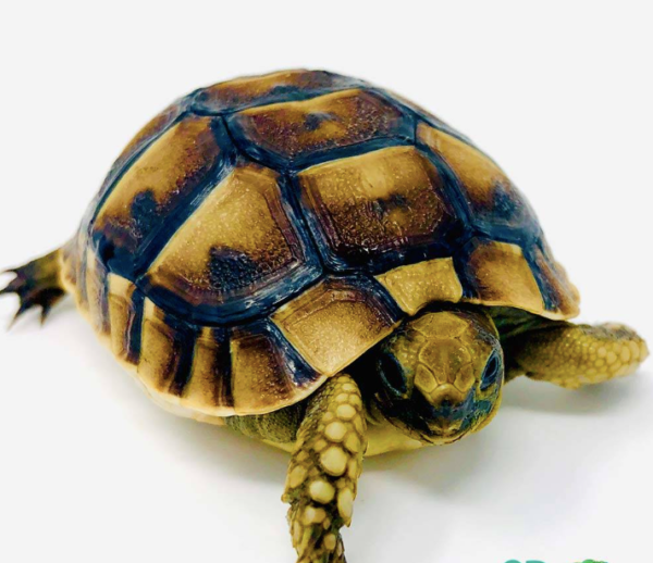 Greek Tortoise for Sale