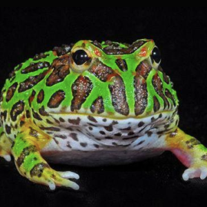 Green Pacman Frog for sale
