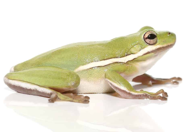Green Tree Frog for Sale
