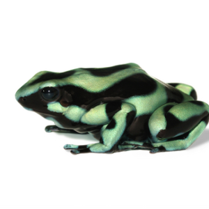 Green and Black Poison Dart Frog for Sale