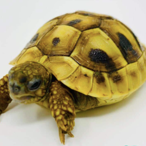 Hermann's Tortoise for Sale